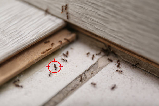 Best Rodent Control Near Me  in Rockford, MI