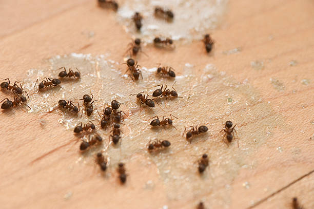  Rockford, MI Pest Control Pros