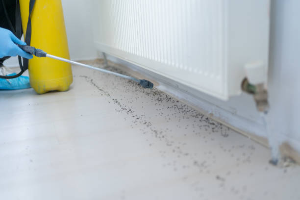 Best Insect Control  in Rockford, MI